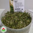Alfalfa Sprouts Organic